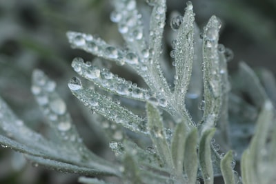 有水滴的绿色植物